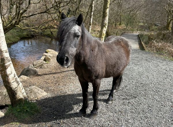 Dartmoor Pony small